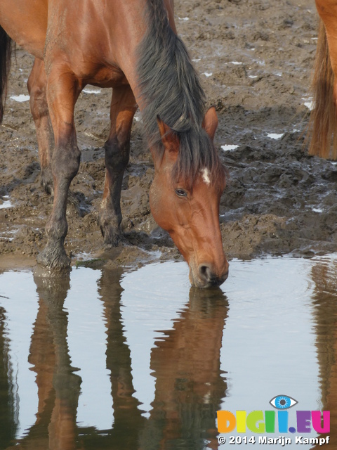 FZ008970 Horse drinking in Ogmore river